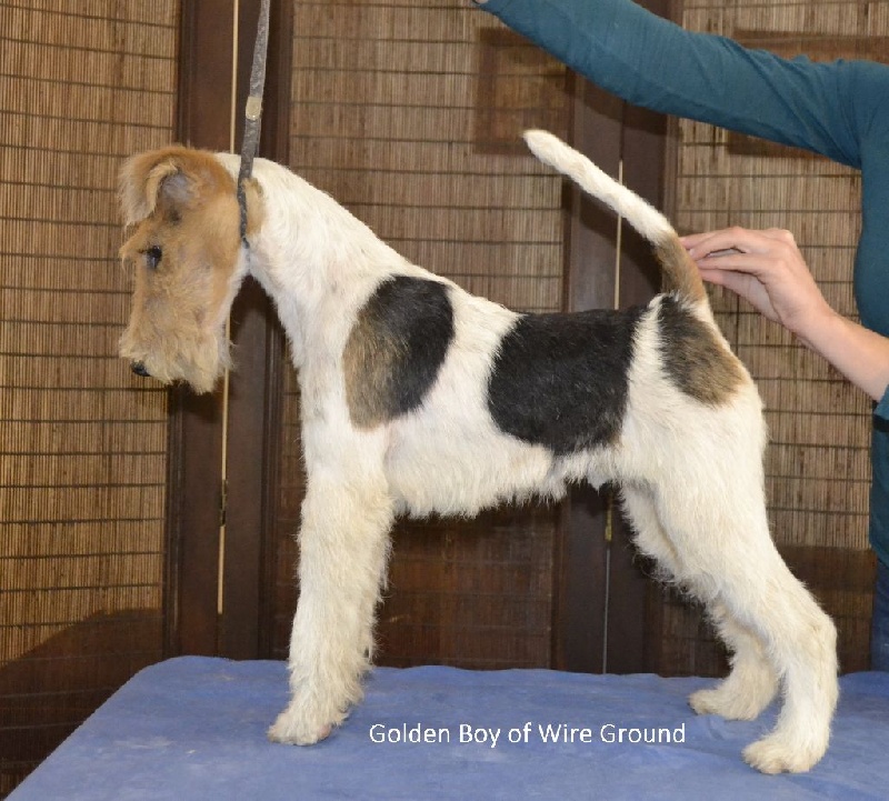 Of Wire Ground - Chiot disponible  - Fox Terrier Poil Dur